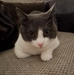 Lost Male Cat last seen Near Sandon road, Staffordshire, England ST16 3HF