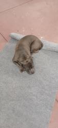 Found/Stray Male Dog last seen Kentucky , Bakersfield, CA 93305
