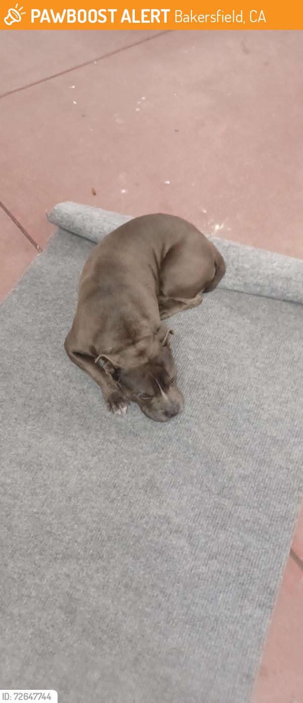 Found/Stray Male Dog last seen Kentucky , Bakersfield, CA 93305
