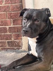 Lost Male Dog last seen Burr st and 7th ave , Gary, IN 46406