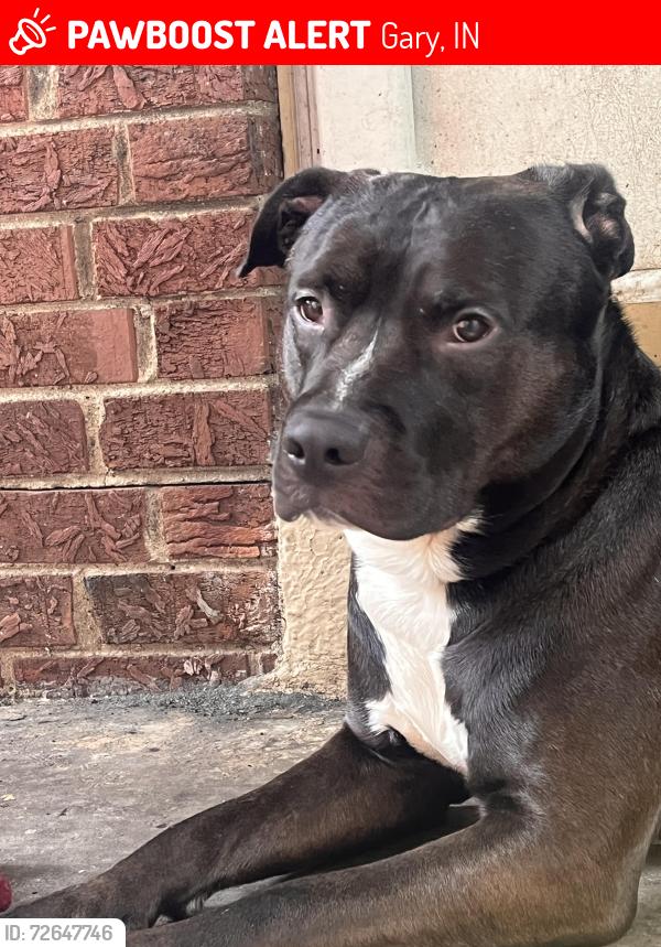 Lost Male Dog last seen Burr st and 7th ave , Gary, IN 46406