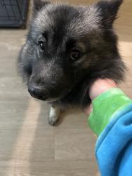 Lost Female Dog last seen Grant's Ranch by the  Depot, Lakewood, CO 80123