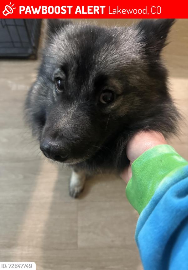 Lost Female Dog last seen Grant's Ranch by the  Depot, Lakewood, CO 80123