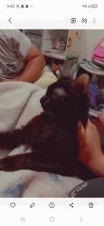 Lost Female Cat last seen Near Strickland rd Lakeland , Lakeland, FL 33810