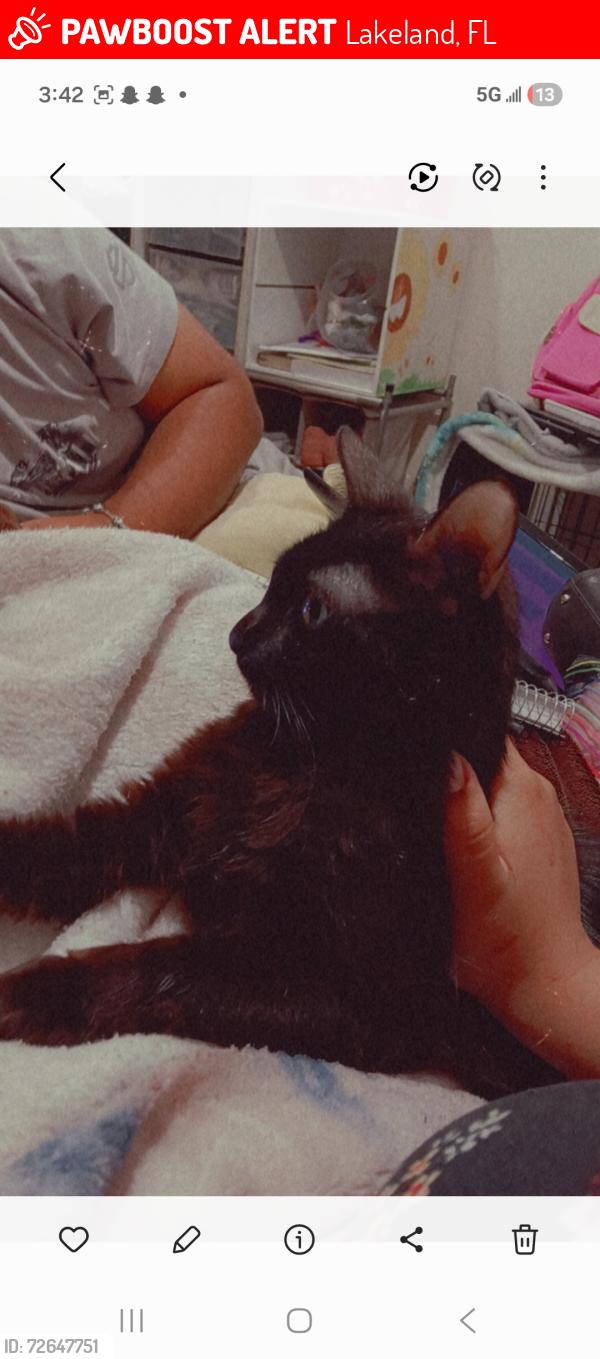 Lost Female Cat last seen Near Strickland rd Lakeland , Lakeland, FL 33810