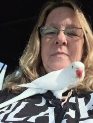 Lost Female Bird last seen Peck rd, El Monte, CA 91732