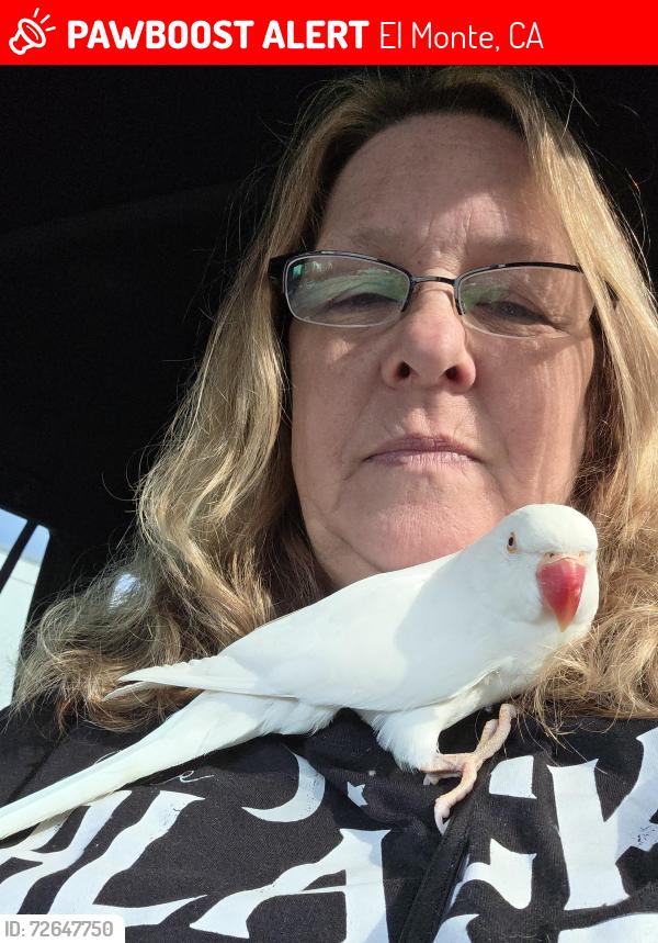 Lost Female Bird last seen Peck rd, El Monte, CA 91732