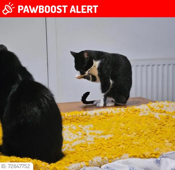 Lost Female Cat last seen The Upper Drive hove , Brighton and Hove, England BN3