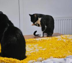 Lost Female Cat last seen The Upper Drive hove , Brighton and Hove, England BN3