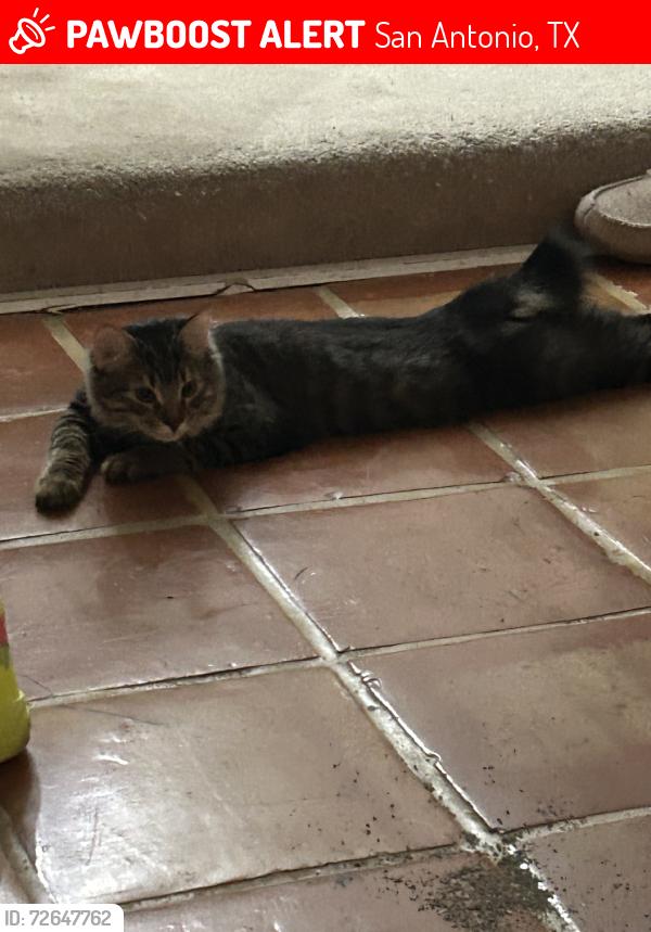 Lost Male Cat last seen Callaghan rd, San Antonio, TX 78230