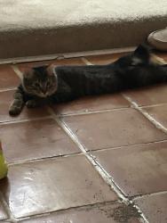 Lost Male Cat last seen Callaghan rd, San Antonio, TX 78230