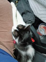 Lost Female Cat last seen Aero Drive, San Diego, CA 92123