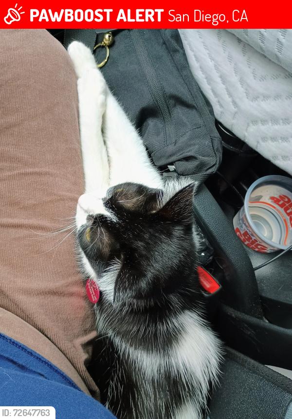 Lost Female Cat last seen Aero Drive, San Diego, CA 92123
