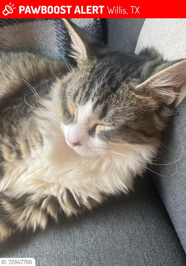 Lost Male Cat last seen Veniceon the lake, Willis, TX 77318