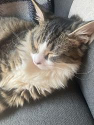 Lost Male Cat last seen Veniceon the lake, Willis, TX 77318