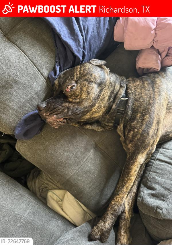 Lost Male Dog last seen Little Cesar’s, mark Twain elementary school , Richardson, TX 75081