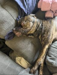 Lost Male Dog last seen Little Cesar’s, mark Twain elementary school , Richardson, TX 75081