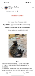 Lost Female Cat last seen By a publix, Cooper City, FL 33330