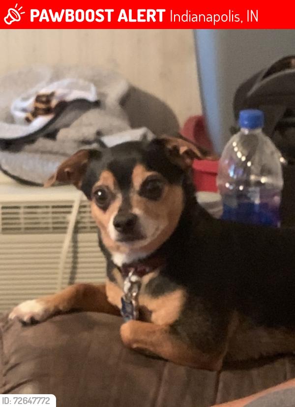 Lost Male Dog last seen Near E Washington between 4014-4022 newburgh street, Indianapolis, IN 46201