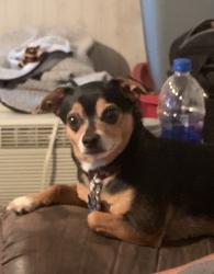 Lost Male Dog last seen Near E Washington between 4014-4022 newburgh street, Indianapolis, IN 46201