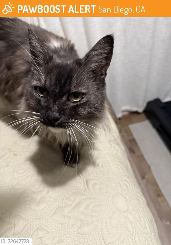 Found/Stray Male Cat last seen Palm ave, San Diego, CA 92154