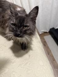 Found/Stray Male Cat last seen Palm ave, San Diego, CA 92154
