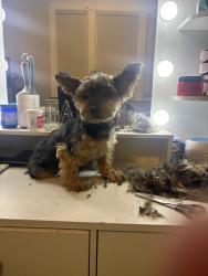 Lost Male Dog last seen Newtown rd, Queens, NY 11103