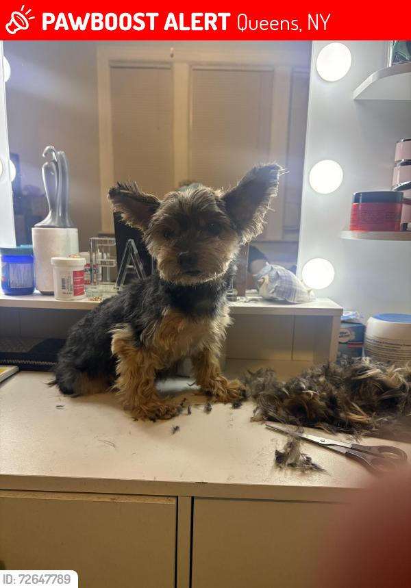 Lost Male Dog last seen Newtown rd, Queens, NY 11103