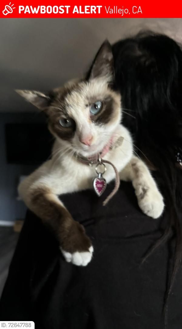 Lost Female Cat last seen Mini dr Vallejo ca , Vallejo, CA 94589