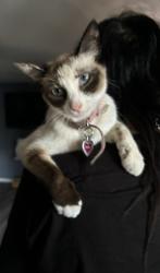 Lost Female Cat last seen Mini dr Vallejo ca , Vallejo, CA 94589