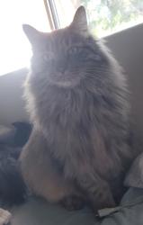Lost Male Cat last seen Mcquen and Pecos, Chandler, AZ 85286