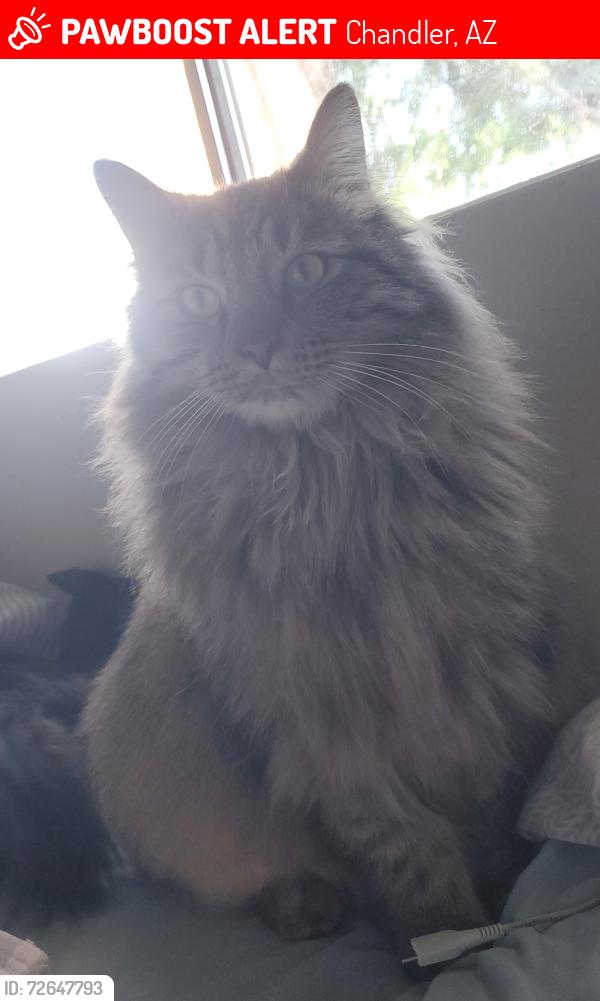 Lost Male Cat last seen Mcquen and Pecos, Chandler, AZ 85286