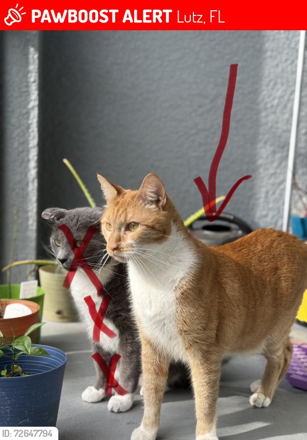 Lost Male Cat last seen SR 54 & Ballntrae Blvd. s behind the EOS, Lutz, FL 33558