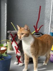 Lost Male Cat last seen SR 54 & Ballntrae Blvd. s behind the EOS, Lutz, FL 33558