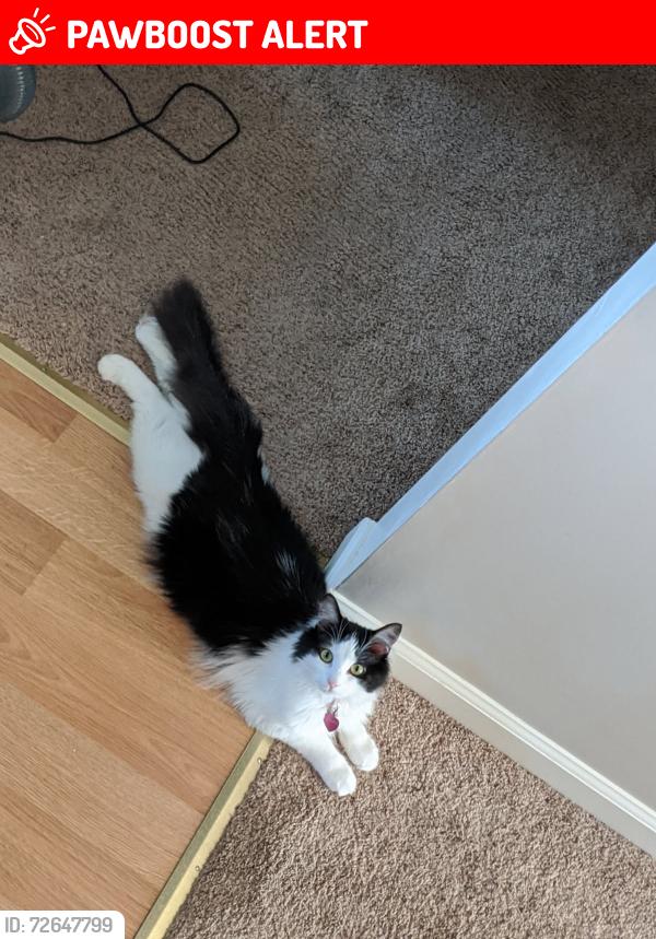 Lost Female Cat last seen Firepower rd, Montgomery County, VA 24073