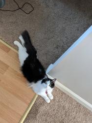 Lost Female Cat last seen Firepower rd, Montgomery County, VA 24073