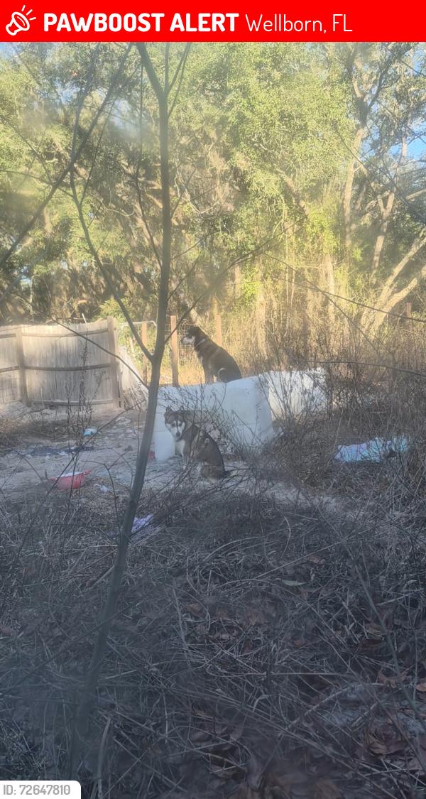 Lost Male Dog last seen Near 31st , Wellborn, FL 32094