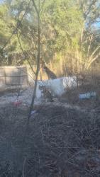 Lost Male Dog last seen Near 31st , Wellborn, FL 32094