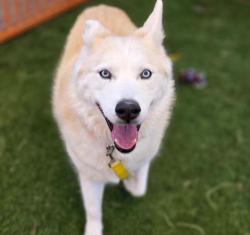 Lost Female Dog last seen Tropicana and mojave, Las Vegas, NV 89101