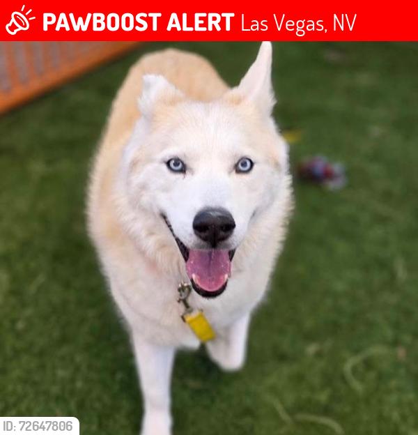 Lost Female Dog last seen Tropicana and mojave, Las Vegas, NV 89101