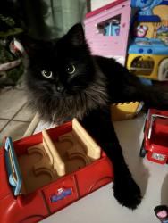 Lost Male Cat last seen Atwood , Moreno Valley, CA 92553
