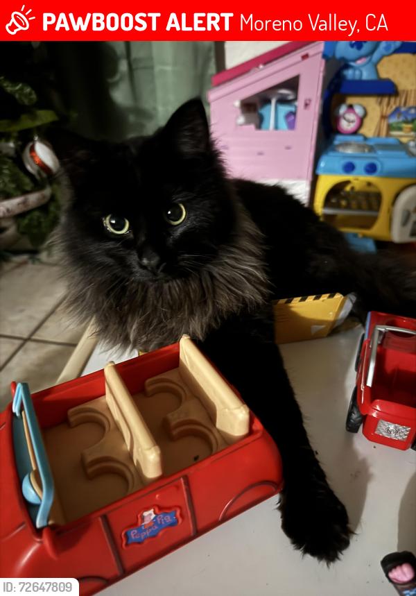 Lost Male Cat last seen Atwood , Moreno Valley, CA 92553