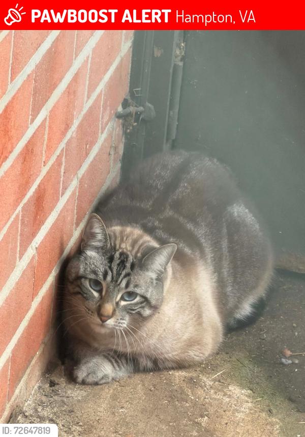 Lost Male Cat last seen Lakeshore at the Hampton apmts and the 7/11 on Cunningham dr, Hampton, VA 23666
