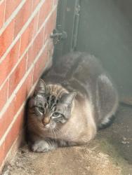 Lost Male Cat last seen Lakeshore at the Hampton apmts and the 7/11 on Cunningham dr, Hampton, VA 23666