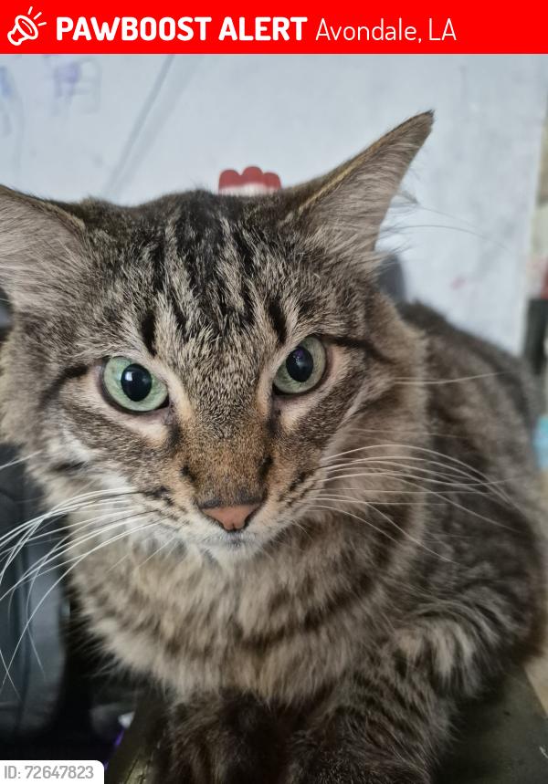 Lost Male Cat last seen Cvs, Avondale, LA 70094