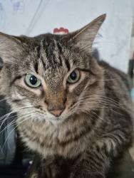 Lost Male Cat last seen Cvs, Avondale, LA 70094