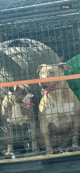 Lost Female Dog last seen Detroit ave, Toledo, OH 43607