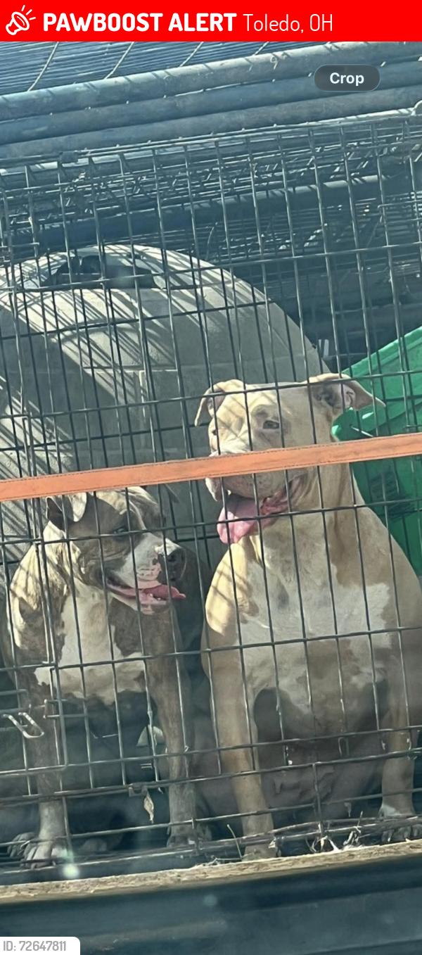Lost Female Dog last seen Detroit ave, Toledo, OH 43607