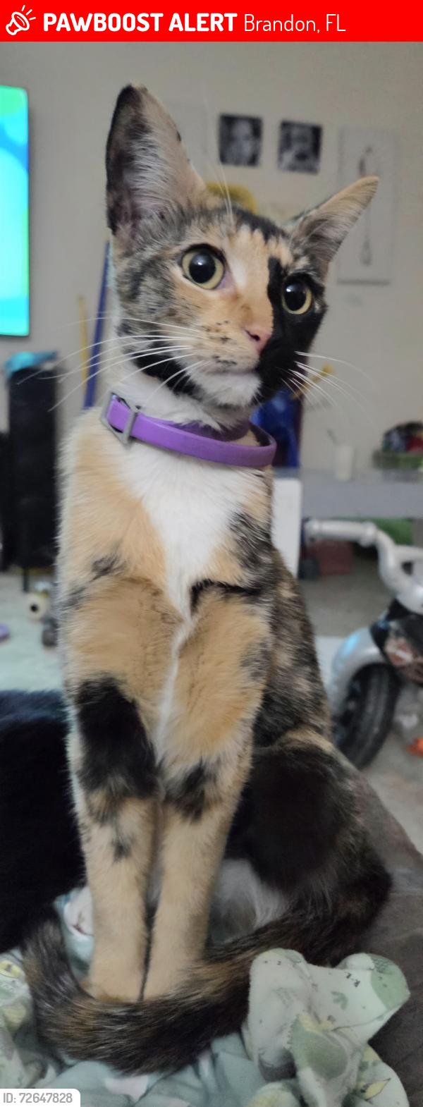 Lost Female Cat last seen Blackberry lane, Brandon, FL 33511