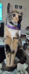 Lost Female Cat last seen Blackberry lane, Brandon, FL 33511